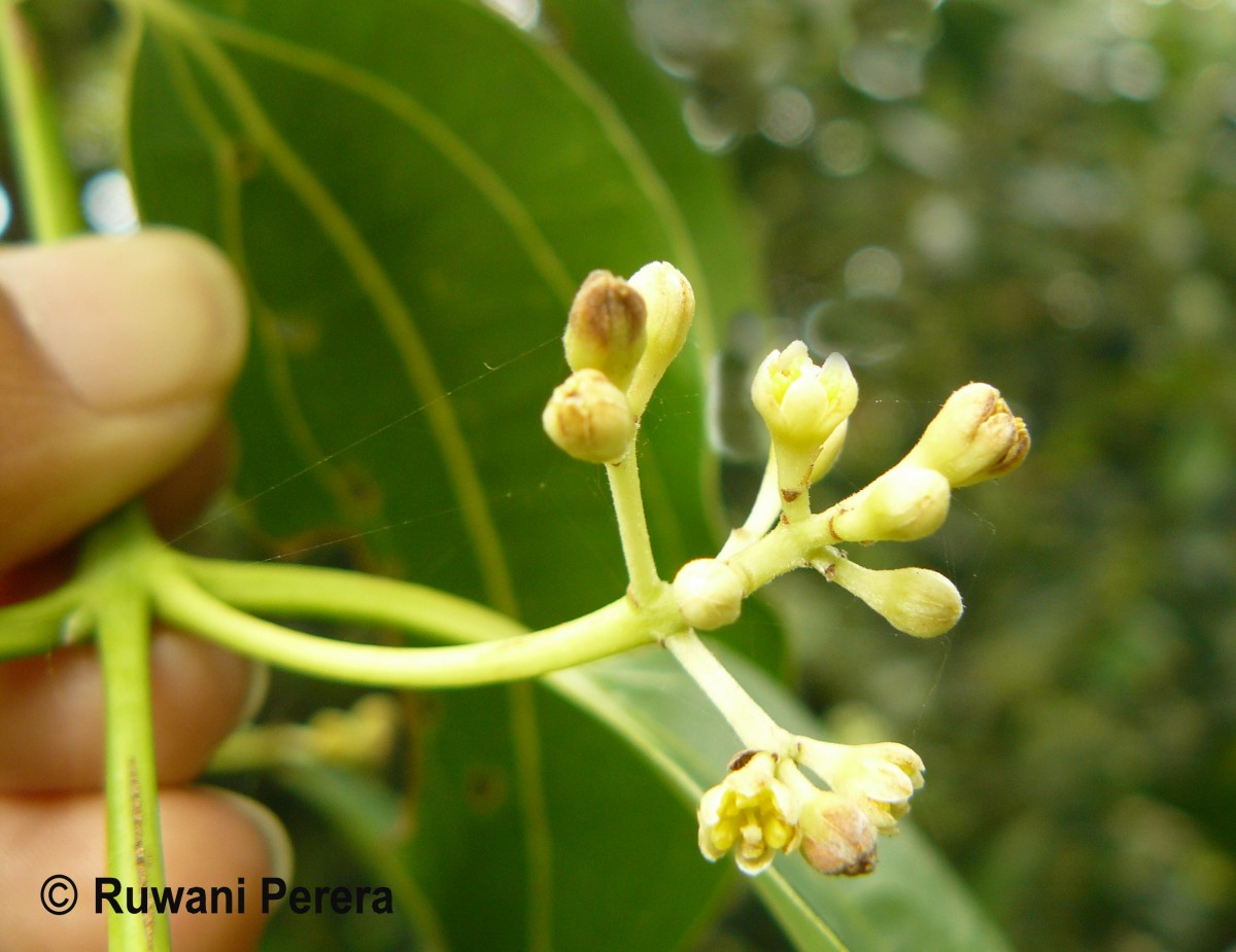 Cinnamomum verum J.Presl